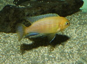 Tropheops macrophthalmus 'Kirondo'